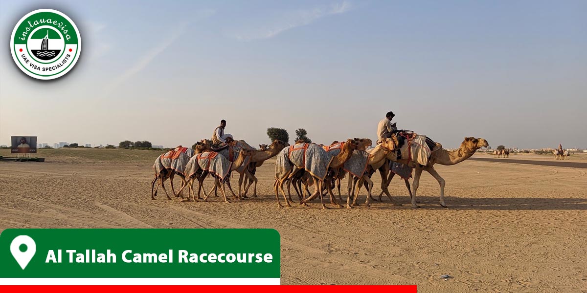 al tallah camel racecourse from instauaevisa