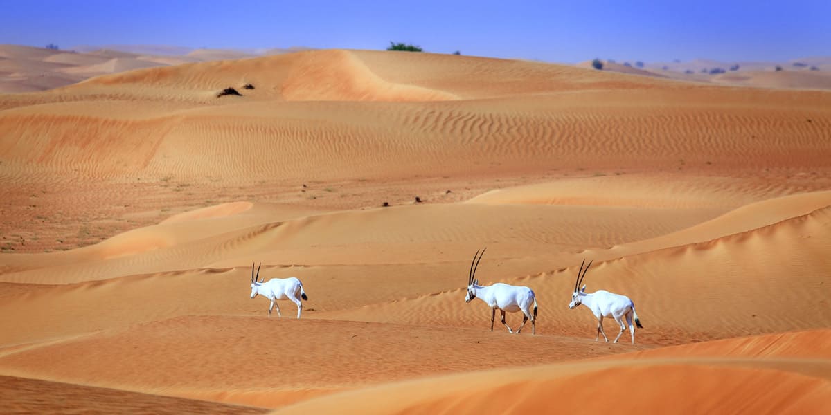 dubai desert conservation reserve from instauaevisa